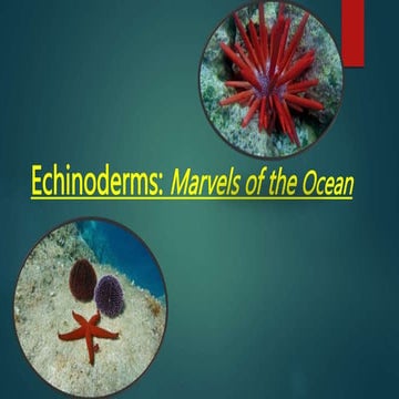 Echinoderms: Marvels of the Ocean Presentation. pptx