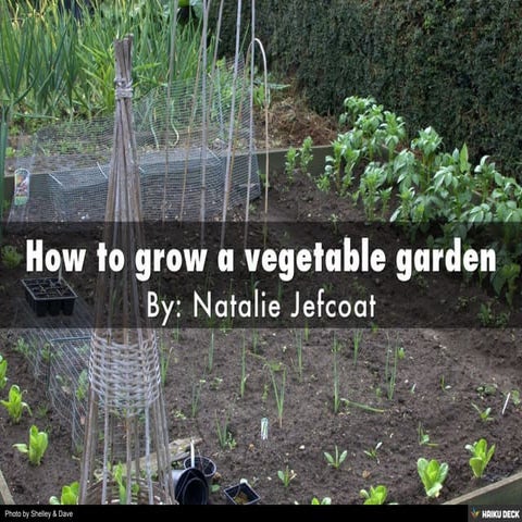 How to grow a vegetable garden