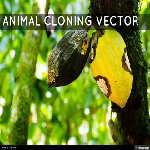 ANIMAL CLONING VECTOR
