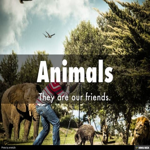 Animals