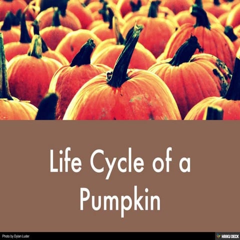 Life Cycle of a Pumpkin
