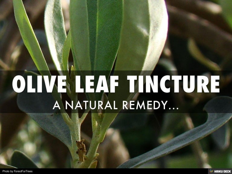 OLIVE LEAF TINCTURE