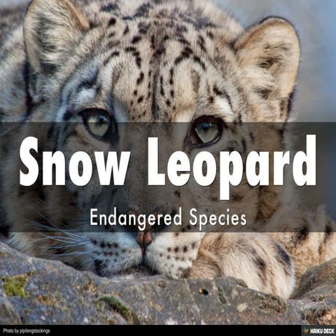 Snow Leopard