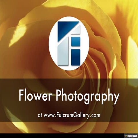 Flower Photography - FulcrumGallery.com