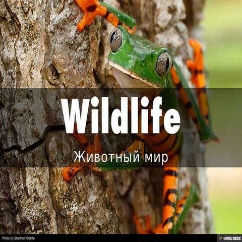 Животный мир - Wildlife!