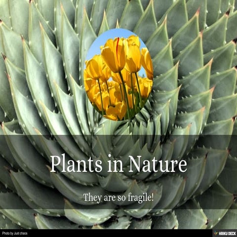 Plants in Nature