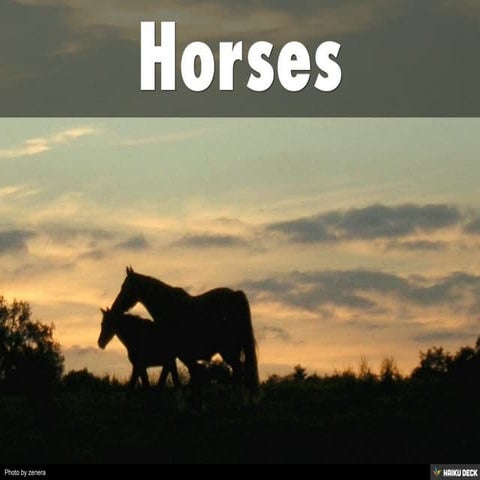Horses