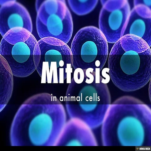 Mitosis