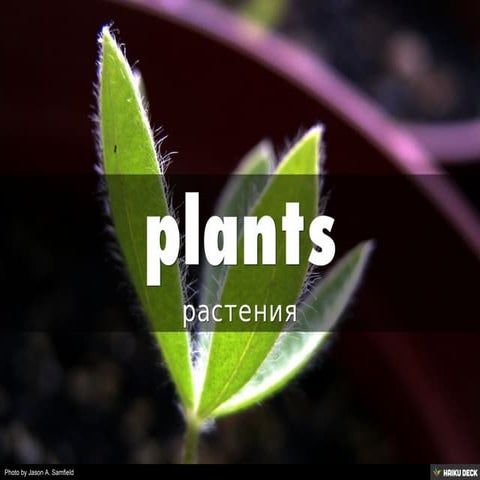 Английский язык, растения - plants