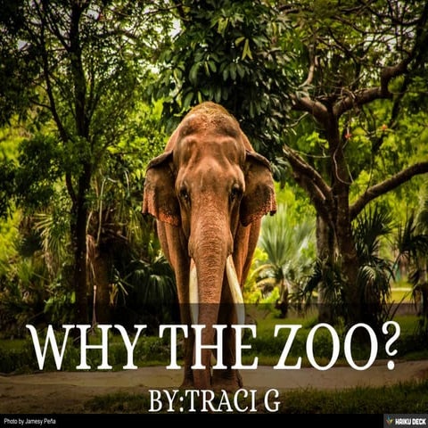 Why the Zoo?