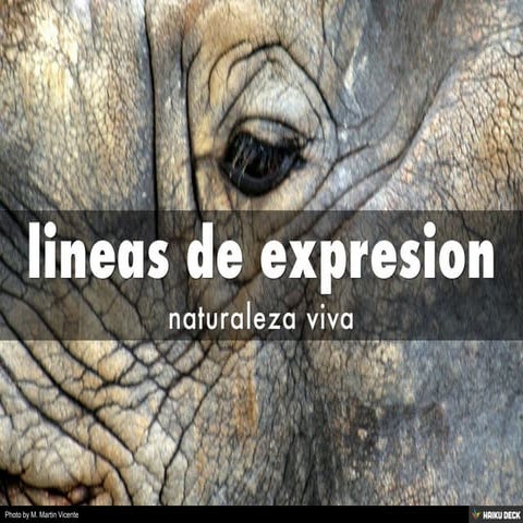 lineas de expresion