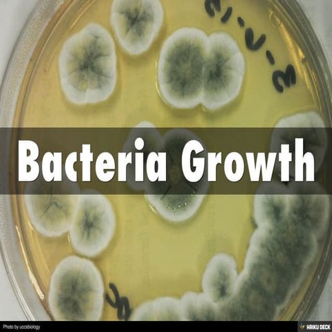 Bacteria Growth