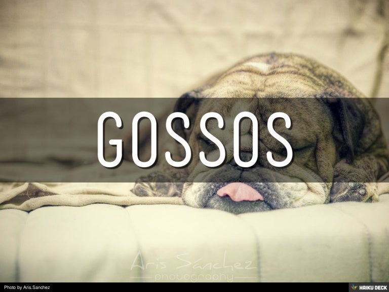 Gossos
