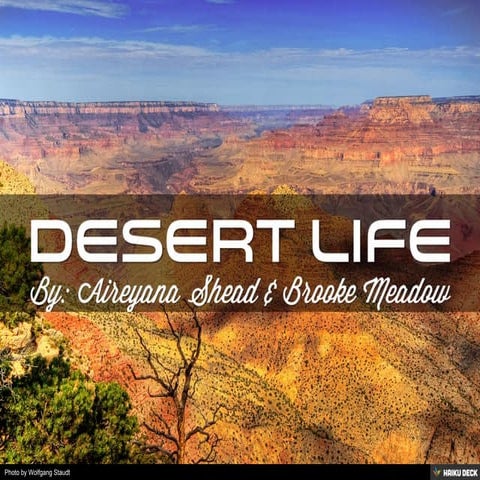 Desert Life