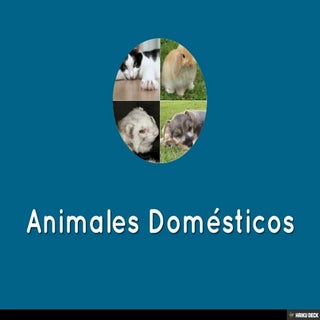 Animales Domésticos
