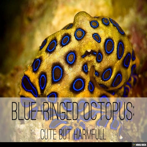 Blue-ringed octopus: | PDF