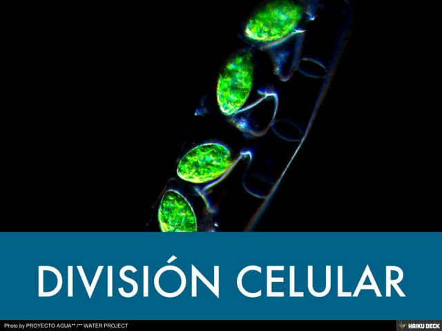 Untitled Presentation