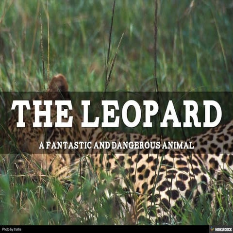 the leopard