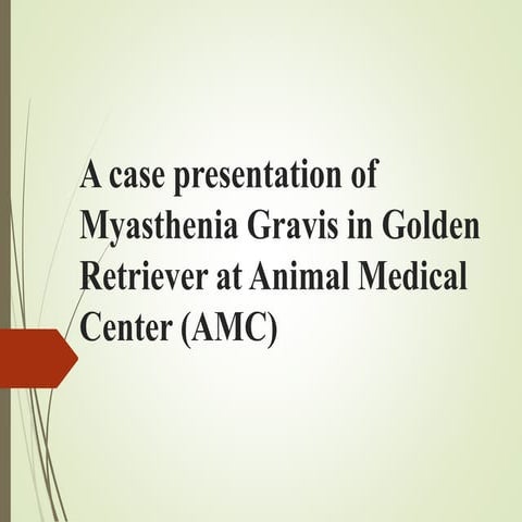 Myasthenia Gravis in Golden Retriever
