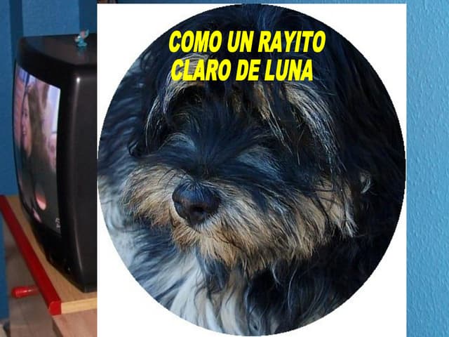 a mi perrita luna