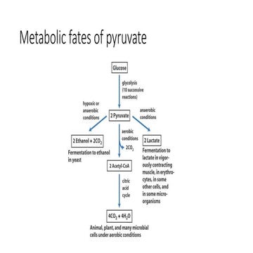 A141656821_23691_25_2019_Kreb cycle.pdf
