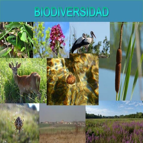 A21 e biodiversidad