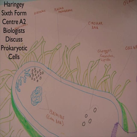 A2 Prokaryotic | PPT