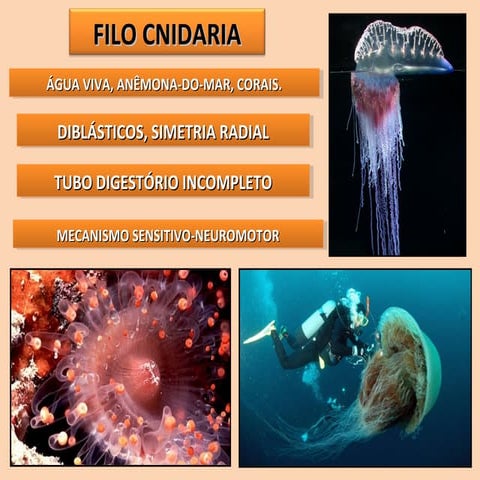 A3 b3   filo cnidaria