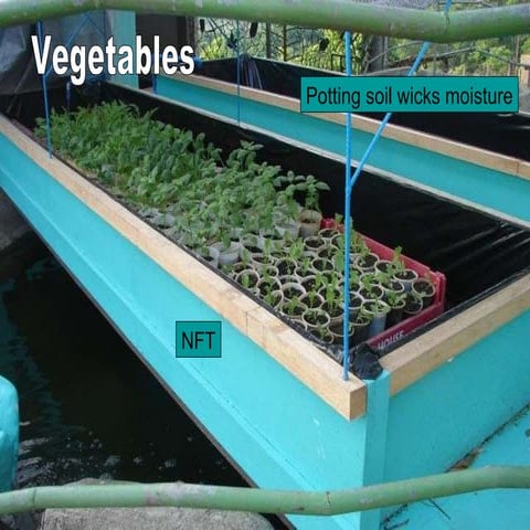 A4 Aquaponics - plant and commercial