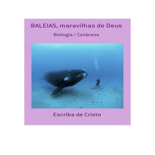 BALEIAS, maravilhas de Deus