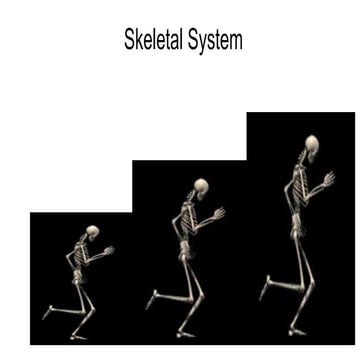 Aaaaaa a skeletal system