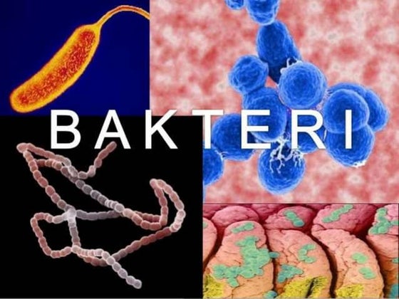 bakteri.pptffffffffffffffffffffffffffffffffffffffffffff | PPT