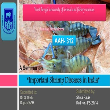 important shrimp diseases in india