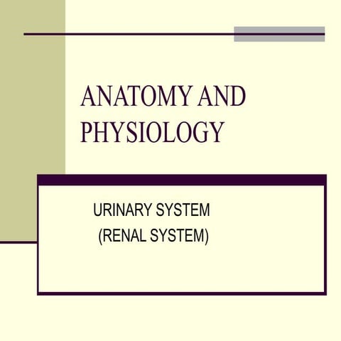 Urinary system of goat 1 | PPTX