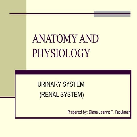 Anatomy and Physilogy of Urinary System (Renal System)