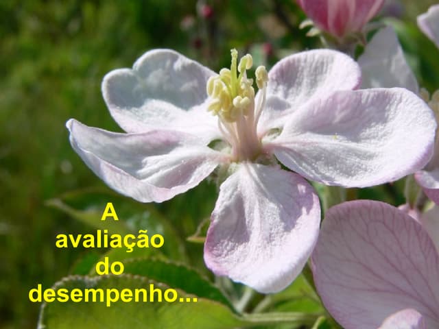 Aavaliaã§ã£