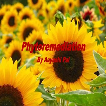 PHYTOREMEDIATION