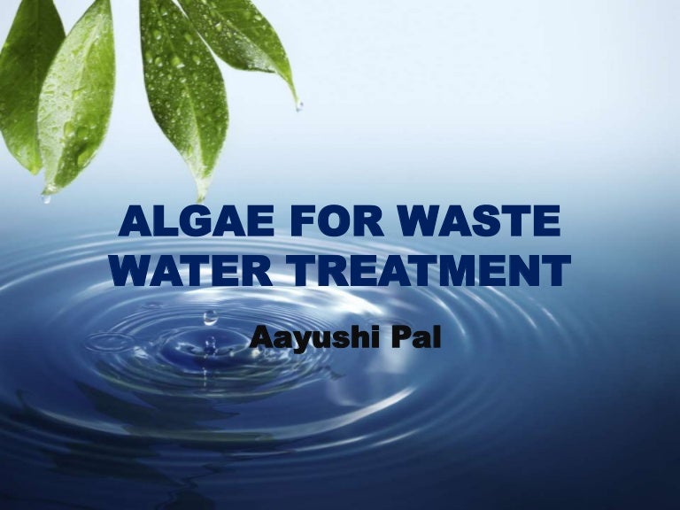 Algae for water treatment system