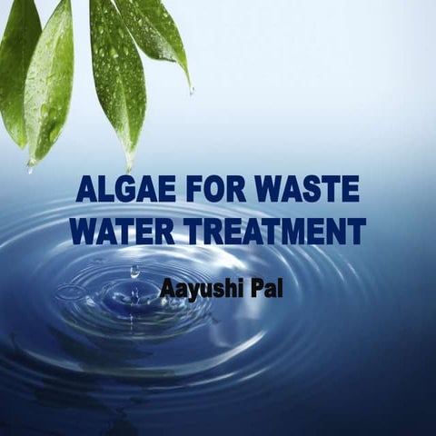 Algae for water treatment system
