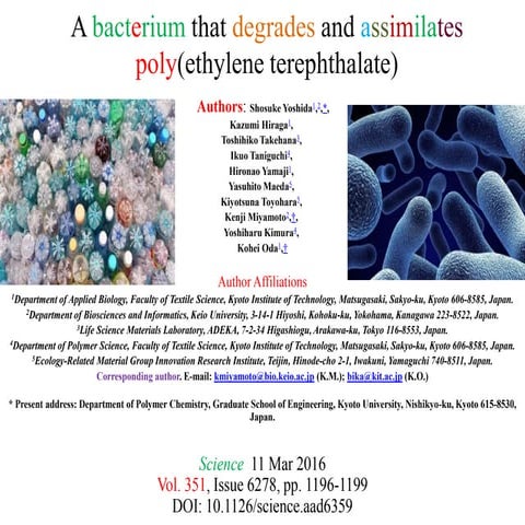 A bacterium that degrades and assimilates poly(ethylene terephthalate)