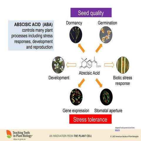 Effect of Absaisic acid or absicin II on plant growth. PPT.ppt