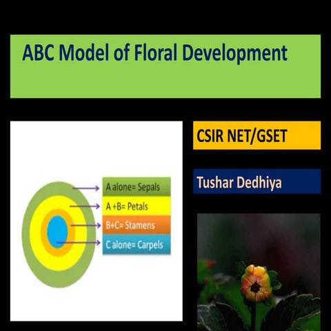 Abc model of floral development