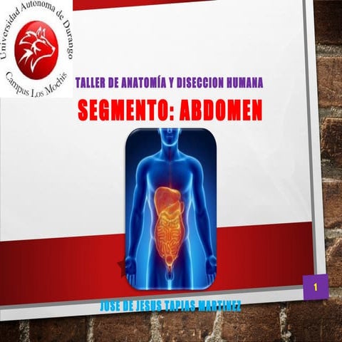 Anatomia de Abdomen