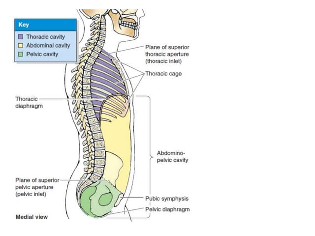 topographic anatomy  Abdomen