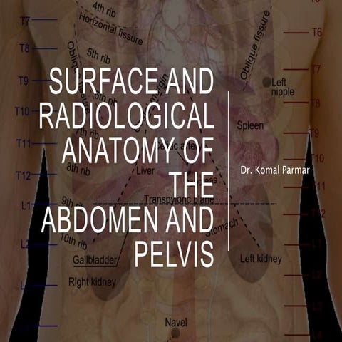 Abdomen  surface marking and radiology