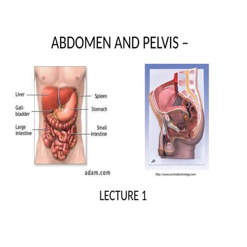 Abdomen and pelvis  medical - lecture 1.pptx