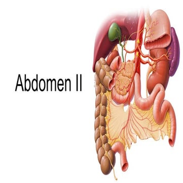 Jejunum & Ileum (Anatomy of the Abdomen) | PPS