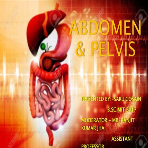 Abdomen & pelvis part I