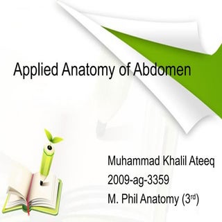 Abdominal anatomy