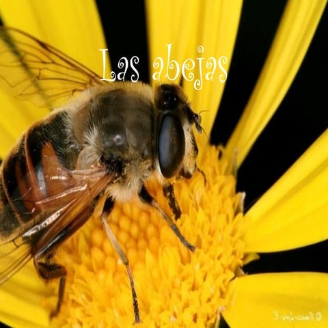 Abejas
